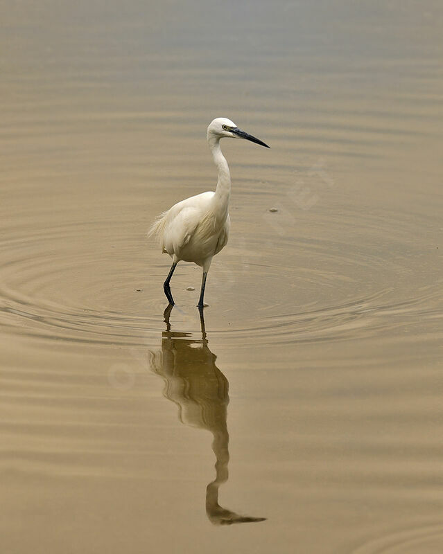 Little Egret, identification, Behaviour