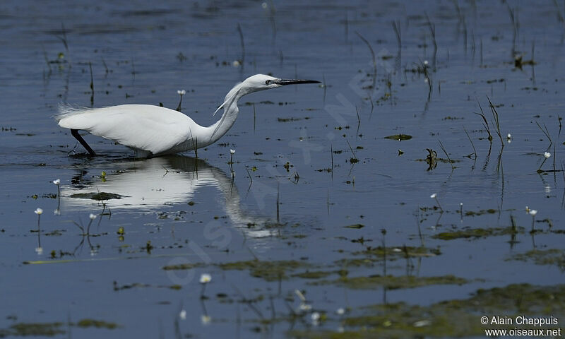 Little Egretadult, identification, Behaviour