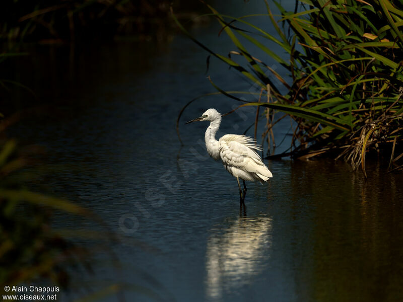 Aigrette garzette, identification, Comportement