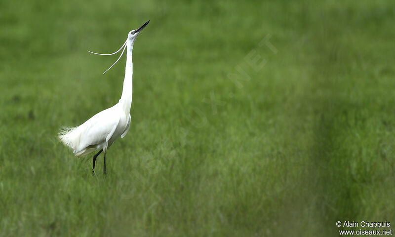 Little Egretadult, identification, Behaviour