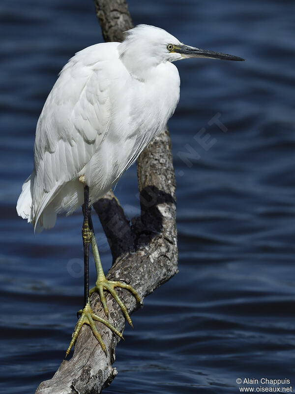 Little Egretadult, identification, close-up portrait