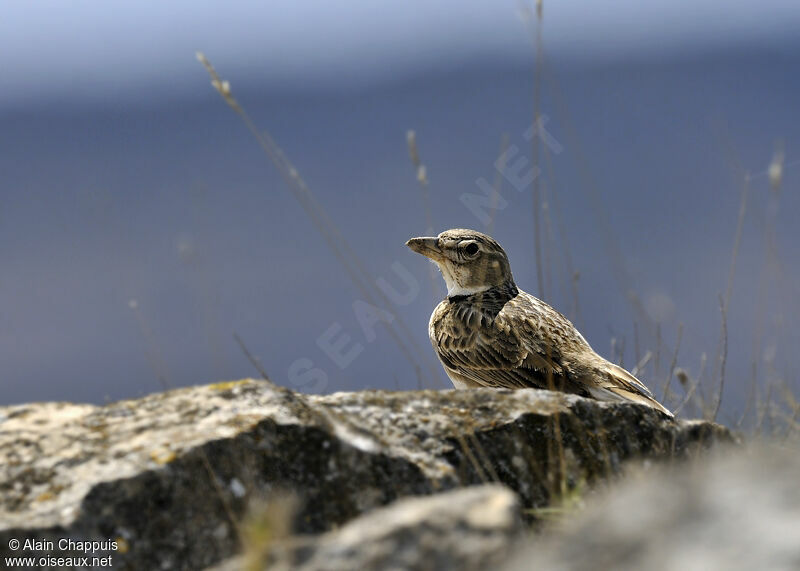 Alouette calandreadulte, identification, Comportement