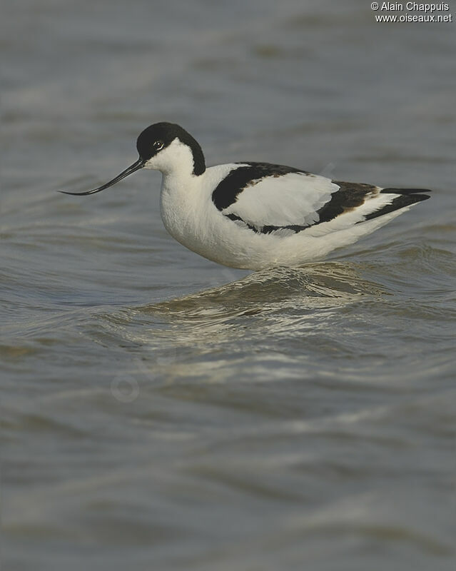 Pied Avocet male adult breeding, identification, Behaviour