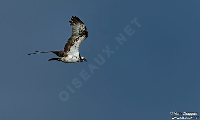 Balbuzard pêcheuradulte, identification, Vol, Comportement