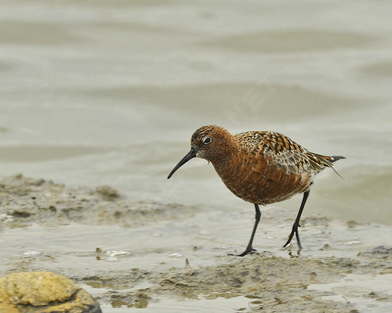 Curlew Sandpiperadult, identification, Behaviour