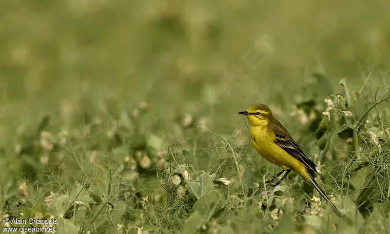 Western Yellow Wagtail (flavissima)adult, identification, close-up portrait