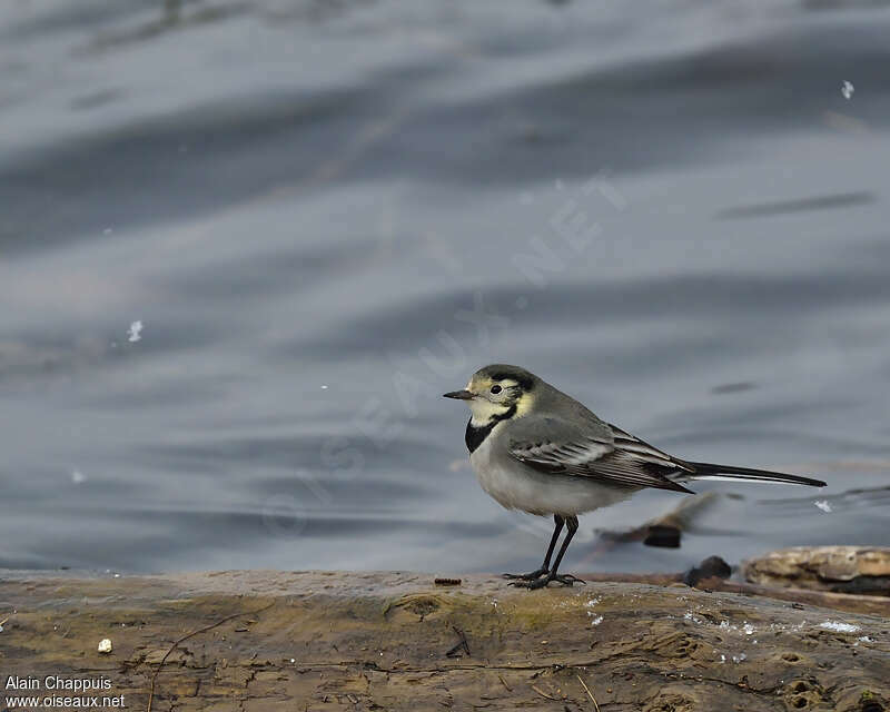 White Wagtailadult post breeding, identification