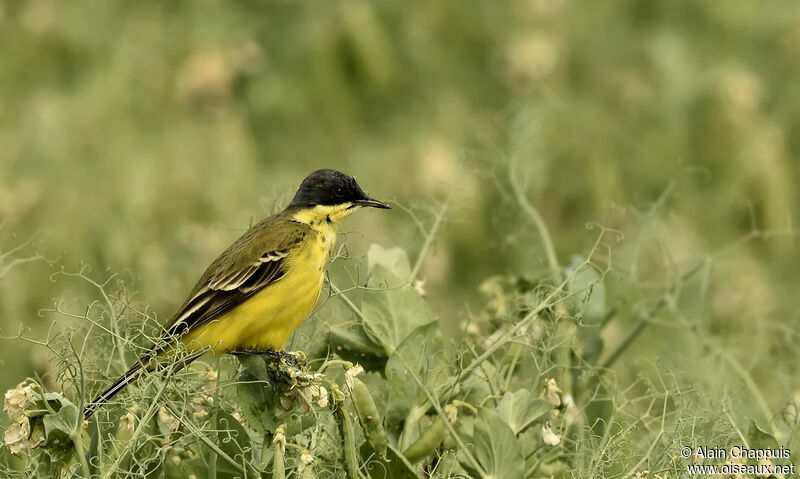 Western Yellow Wagtail