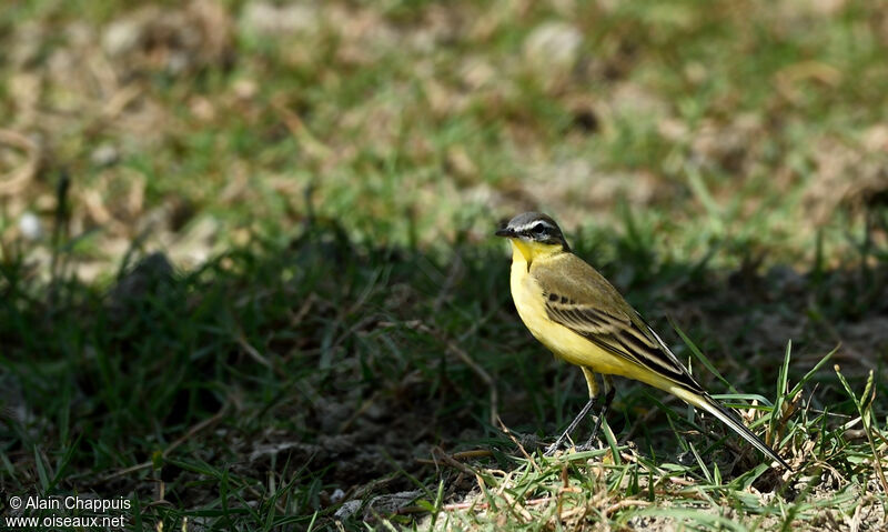 Western Yellow Wagtail, identification, Behaviour