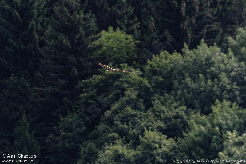 European Honey Buzzard