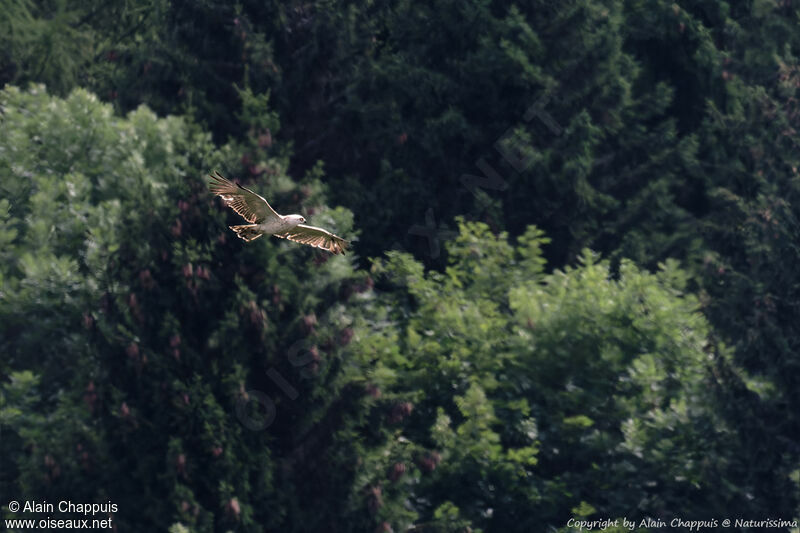 European Honey Buzzard