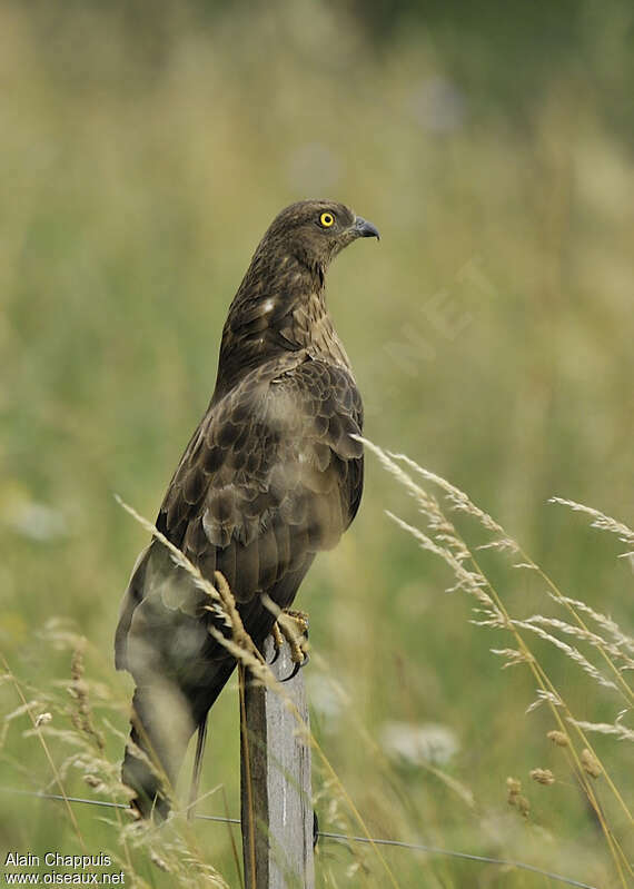 European Honey Buzzard female adult, identification, Behaviour