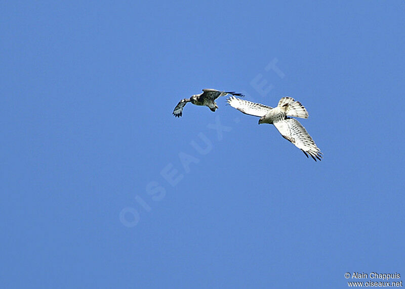 European Honey Buzzard, identification, Flight, Behaviour