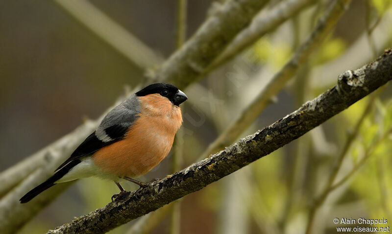 Eurasian Bullfinch male adult, Behaviour