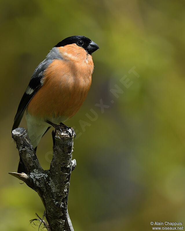 Eurasian Bullfinch male adult