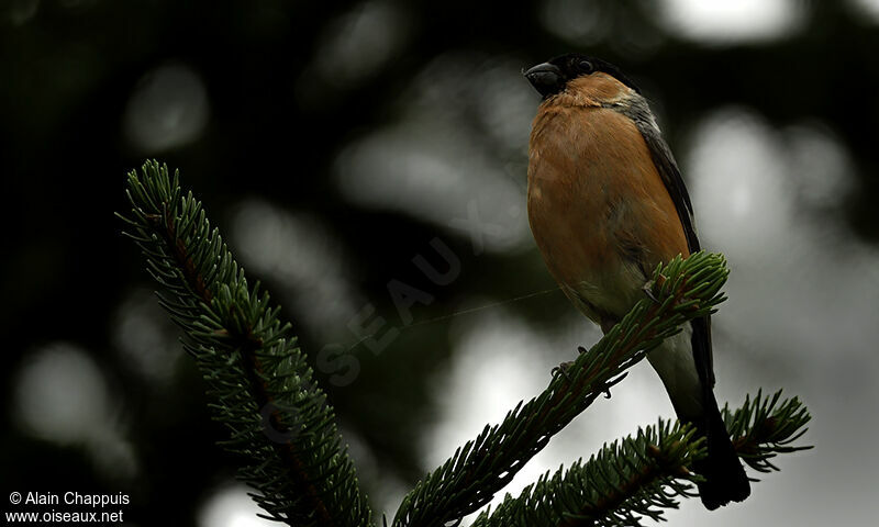 Eurasian Bullfinch male adult, identification, Behaviour