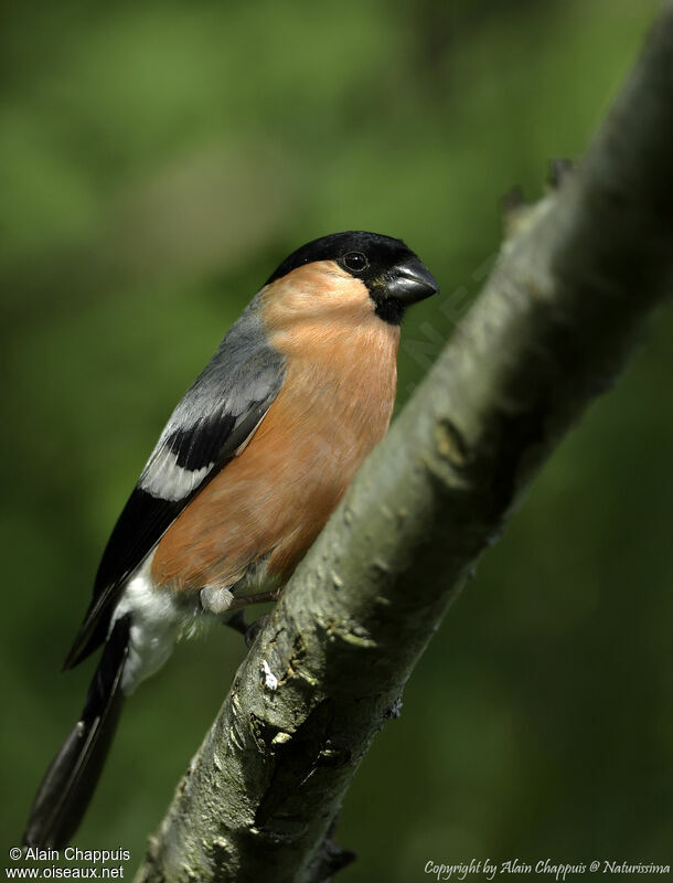 Eurasian Bullfinch male adult, identification, close-up portrait