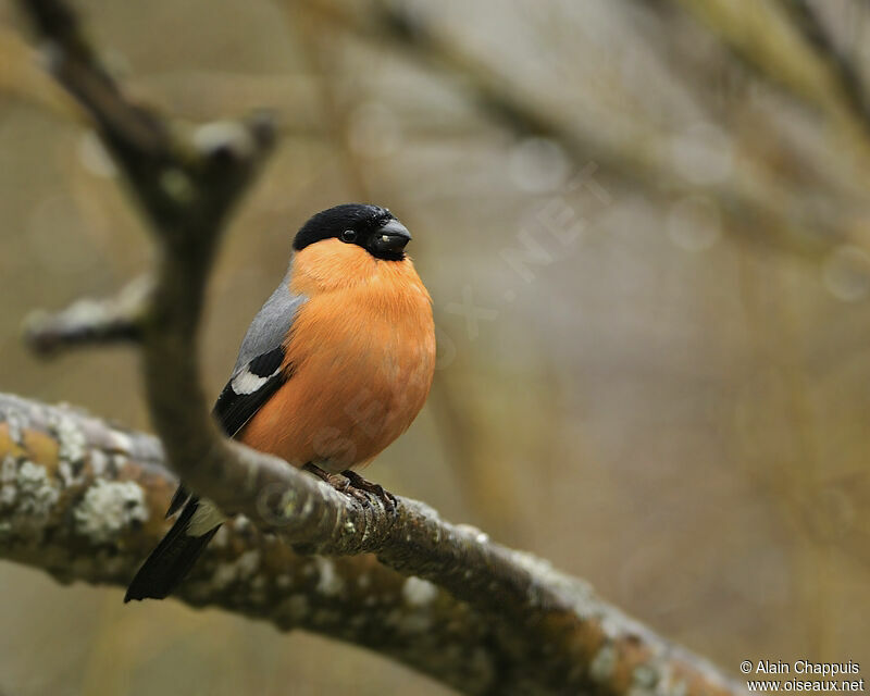 Eurasian Bullfinch male adult breeding, identification, Behaviour