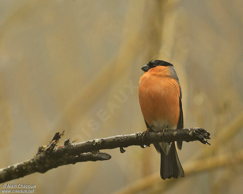 Eurasian Bullfinch male adult breeding, identification, Behaviour