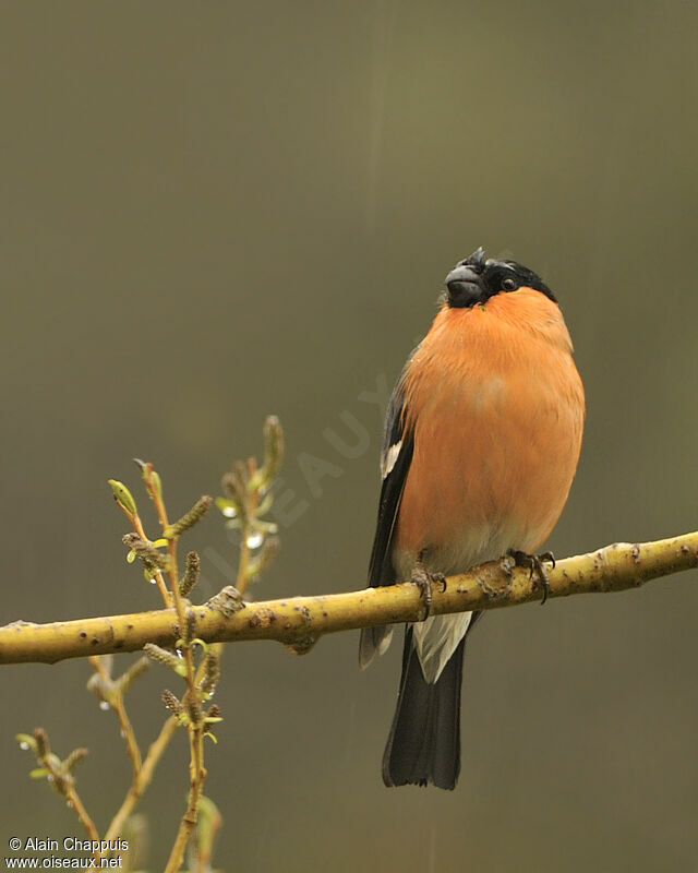 Eurasian Bullfinch male adult breeding, identification, Behaviour