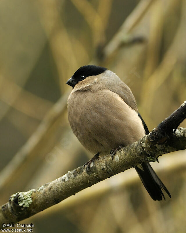 Eurasian Bullfinch female adult breeding, Behaviour