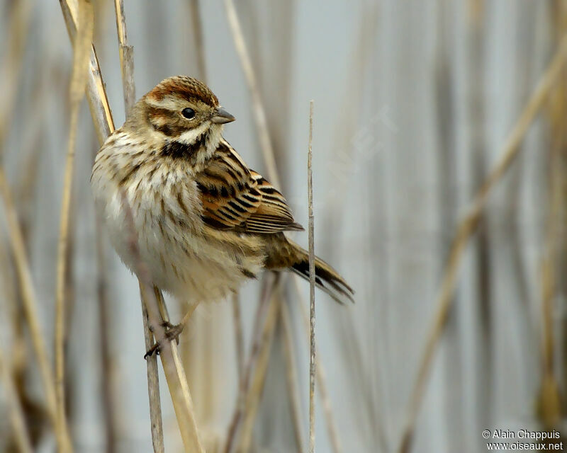 Bruant des roseauxadulte, identification, Comportement