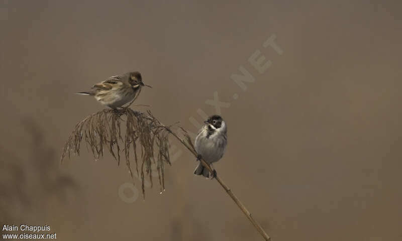 Common Reed Bunting, habitat, pigmentation, eats