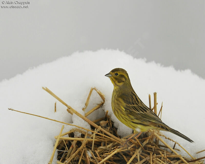 Bruant jaune mâle adulte internuptial, identification, Comportement