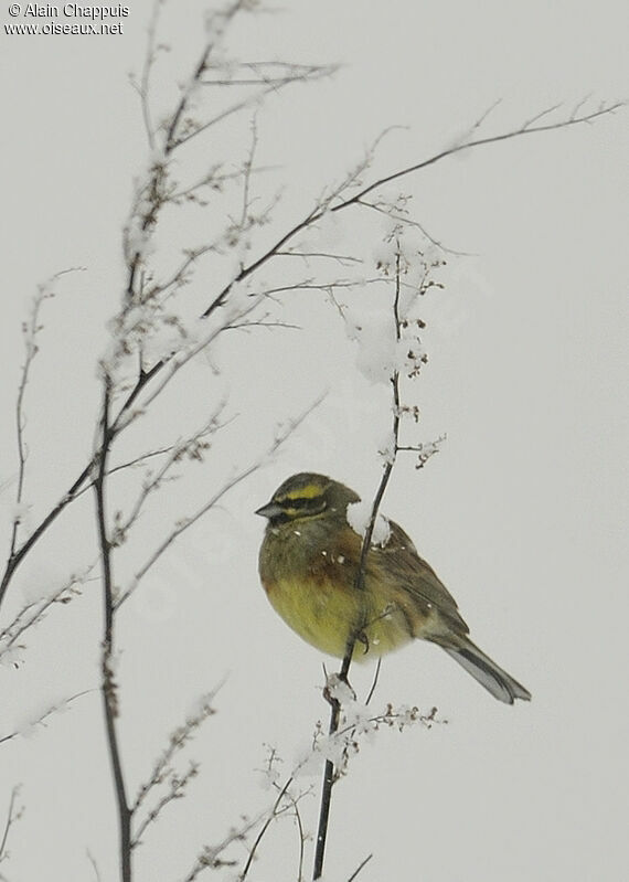 Cirl Bunting male adult post breeding, identification, Behaviour