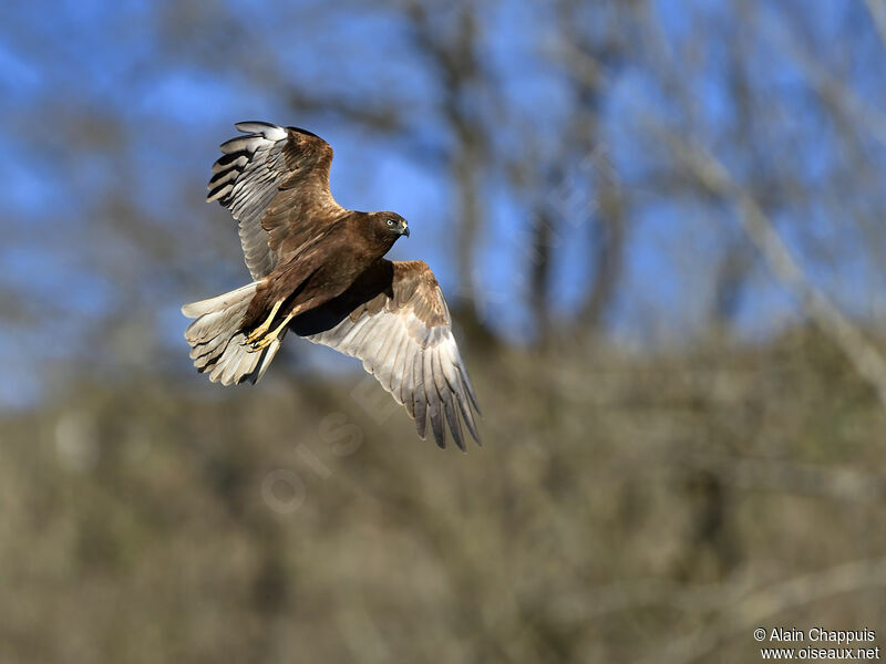 Western Marsh HarrierThird  year, identification, Flight, Behaviour