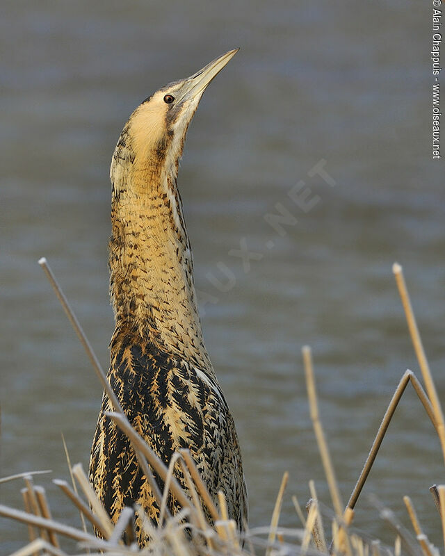 Eurasian Bitternadult, identification, Behaviour