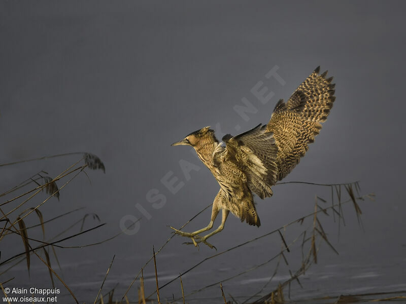 Eurasian Bitternadult, identification, Flight, fishing/hunting