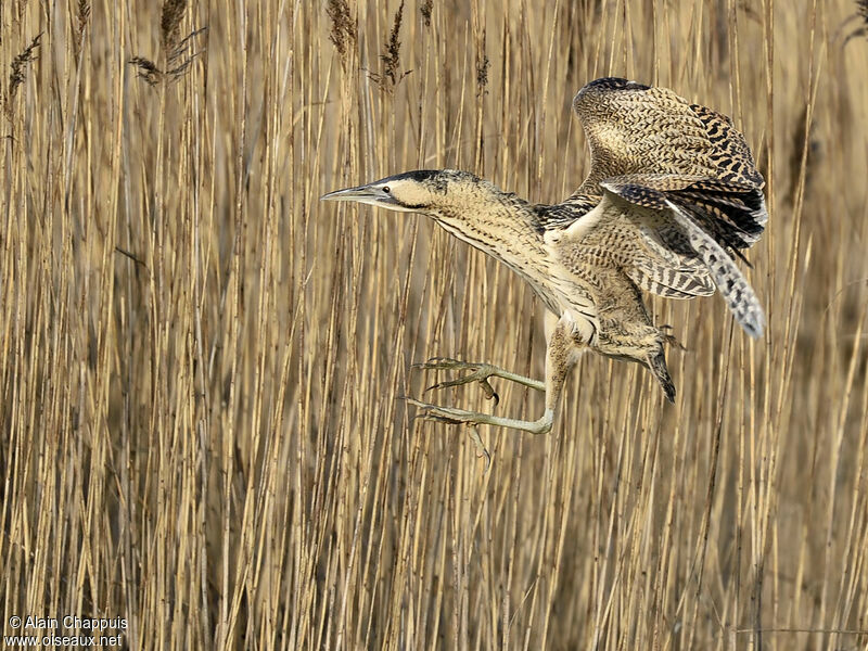 Eurasian Bitternadult, identification, Flight, Behaviour