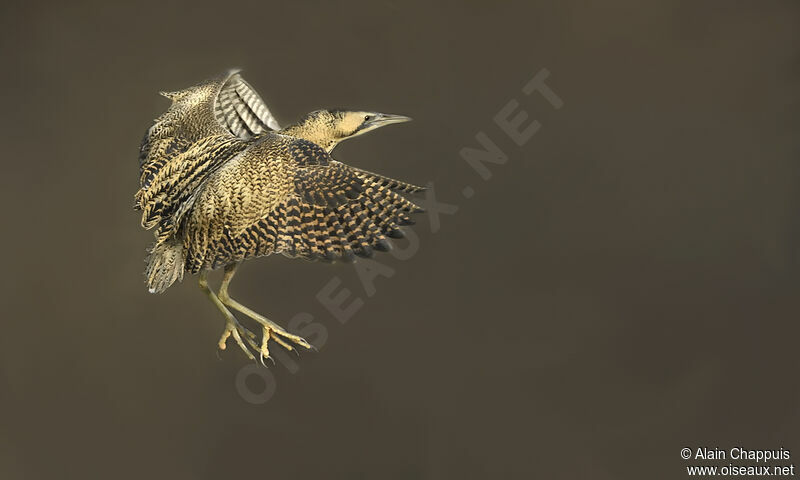 Butor étoiléadulte, identification, Vol, pêche/chasse