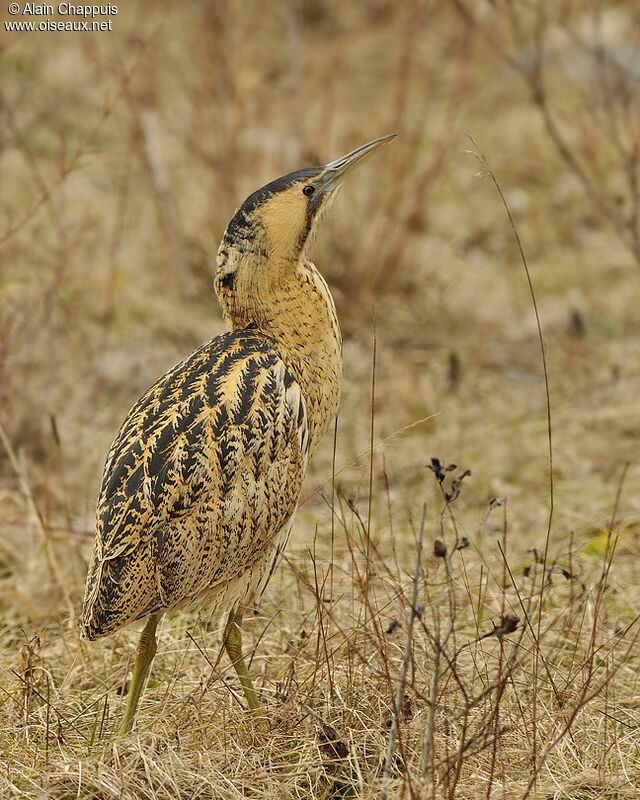 Butor étoiléadulte, identification, Comportement