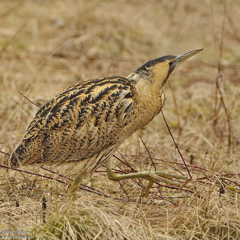 Butor étoiléadulte, identification, Comportement