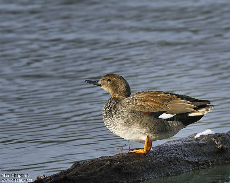 Canard chipeau mâle adulte nuptial, identification, Comportement