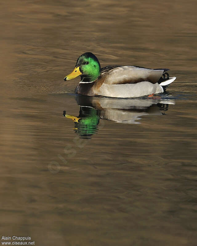 Mallard male adult, Behaviour