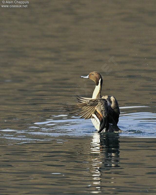 Canard pilet mâle adulte, identification, Vol, Comportement