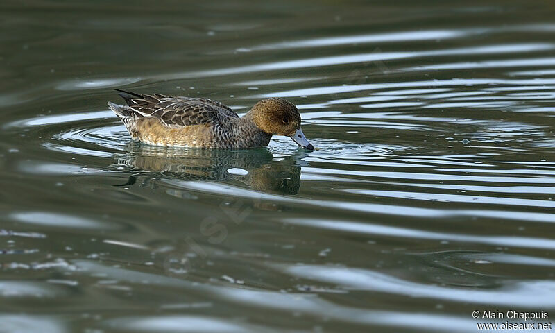 Canard siffleur femelle adulte, identification, Comportement