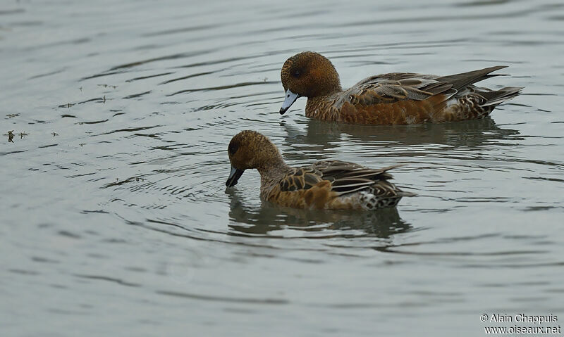 Eurasian Wigeon adult post breeding, identification, Behaviour