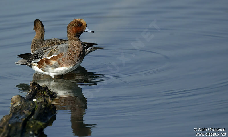 Canard siffleur adulte internuptial, identification, Comportement