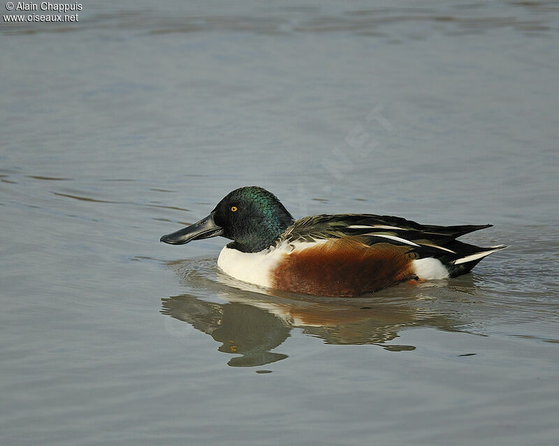 Canard souchet mâle adulte, identification, Comportement