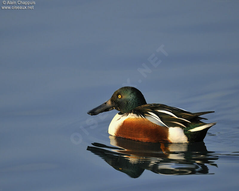 Northern Shoveler male adult, identification, Behaviour