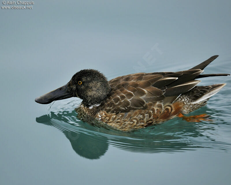 Canard souchet mâle immature, identification, Comportement