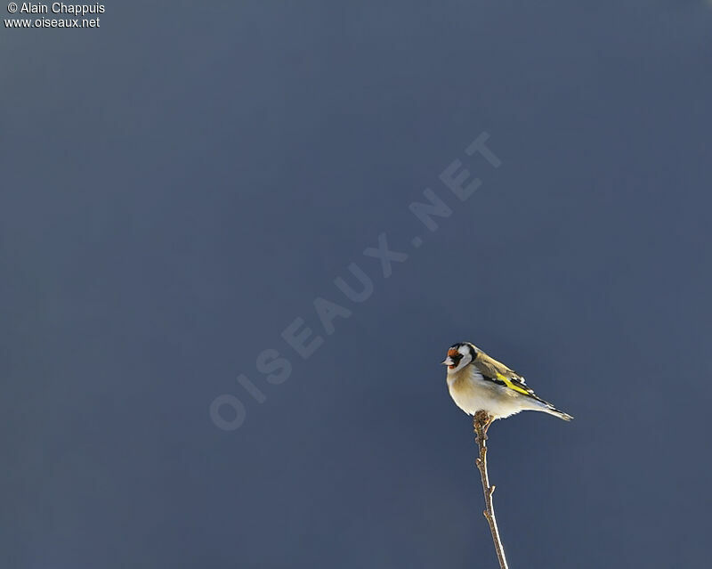 Chardonneret élégantadulte, identification