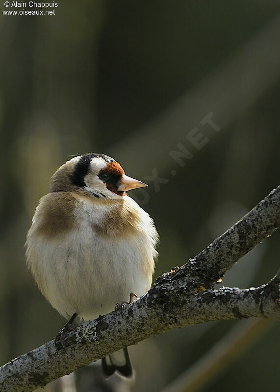 European Goldfinchadult breeding, identification