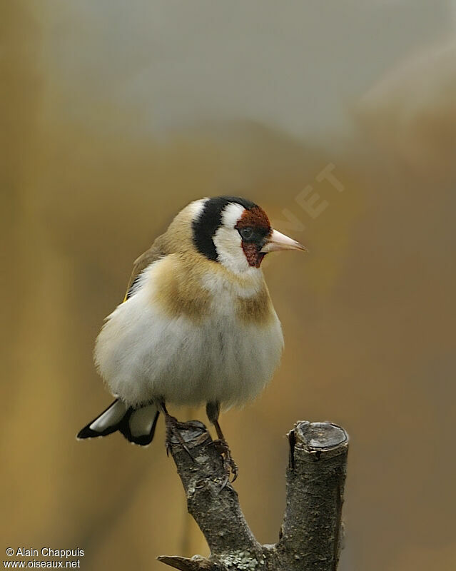 European Goldfinchadult breeding, identification, Behaviour