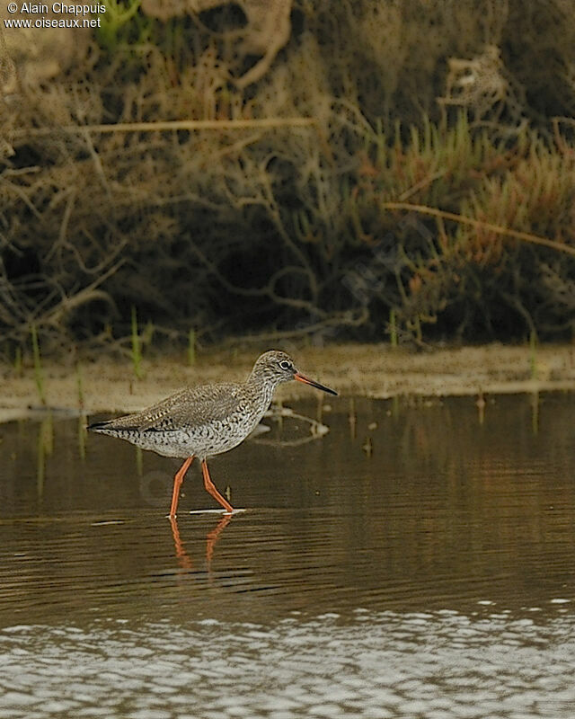 Common Redshankadult breeding, identification, Behaviour