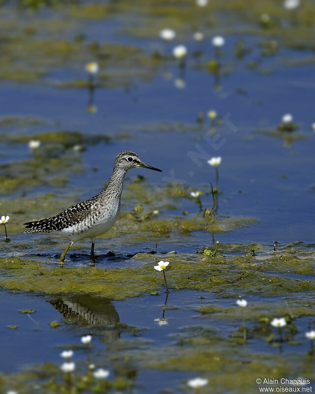 Wood Sandpiperadult, identification, Behaviour